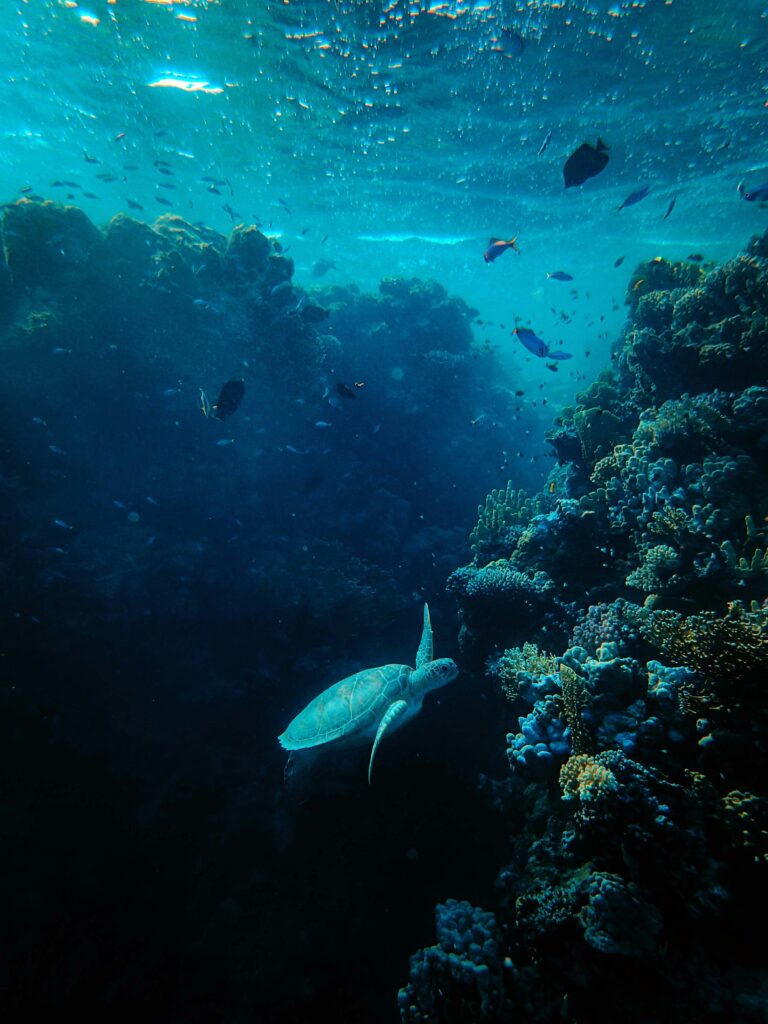 Colorful coral and vibrant marine life at the Great Barrier Reef, showcasing one of the world's best beaches and underwater ecosystems.