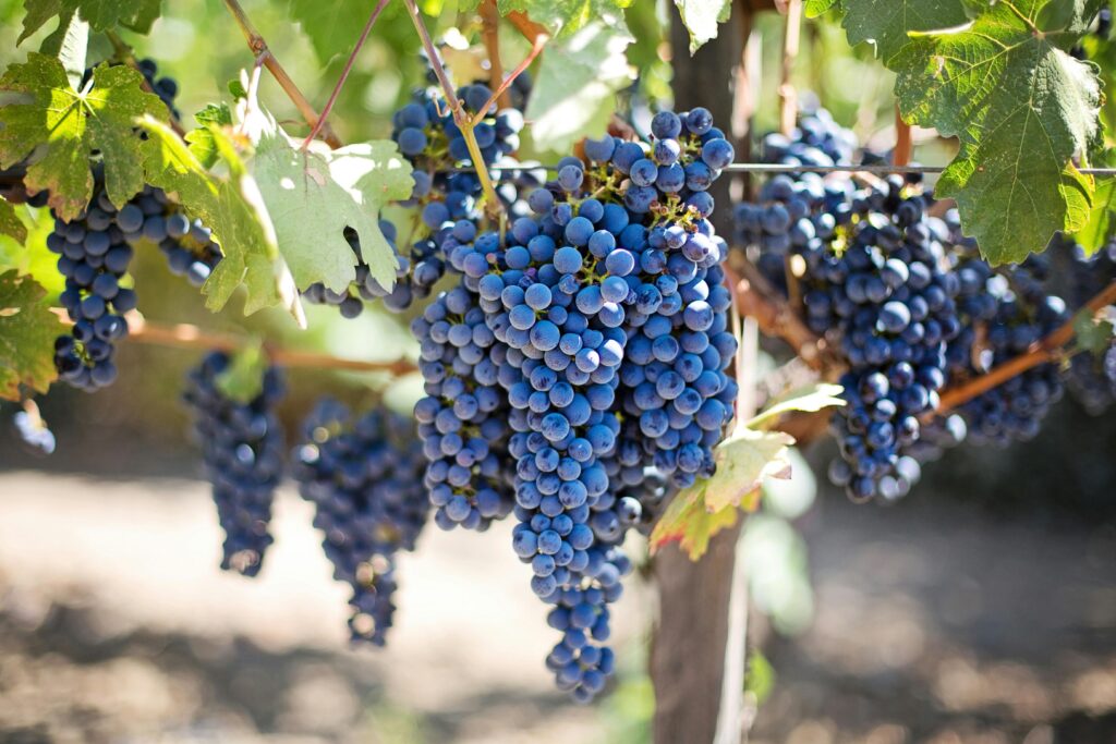 Close-up of a lush grapevine in a Napa Valley vineyard, with clusters of ripe, deep purple grapes hanging from the vine, set against a backdrop of vibrant green leaves and the rolling hills of the famous wine region.